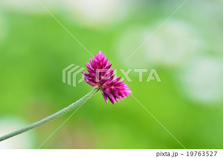 千紅花火の写真素材