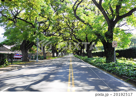 ハワイ オアフ島 道路 街路樹の写真素材