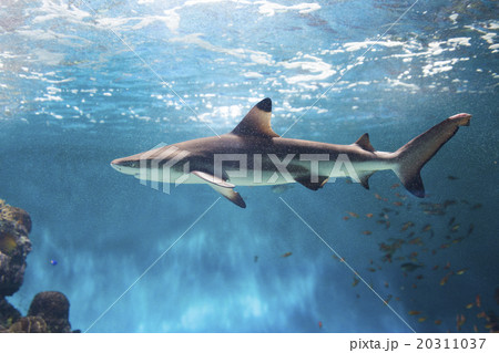 ツマグロ サメの写真素材