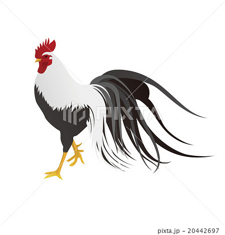 尾長鶏 鶏 尾 羽根のイラスト素材