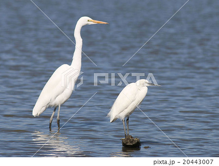 鳥類 鳥 鷺 二羽の写真素材 - PIXTA