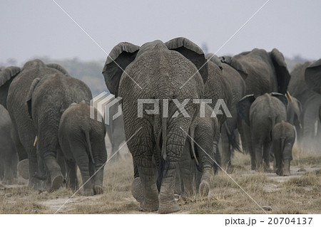 アフリカゾウ 野生動物 群れ 後姿の写真素材