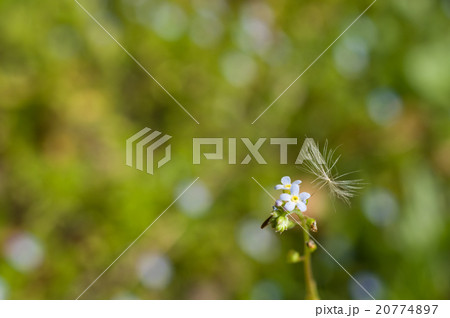 キュウリソウの写真素材