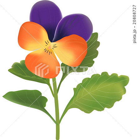 花 パンジー イラスト リアルのイラスト素材