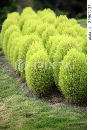 コキア ホウキギ属 ほうき草 ニワグサの写真素材