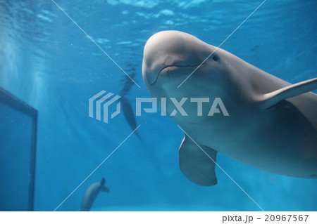 スナメリ 可愛い 動物 生物の写真素材