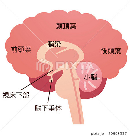 脳視床下部