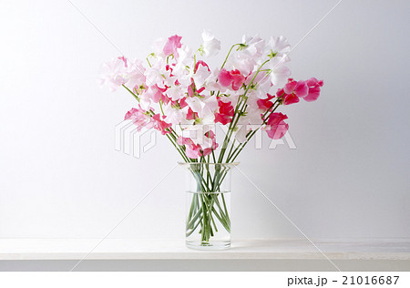 花瓶 花 スイートピー 生花の写真素材