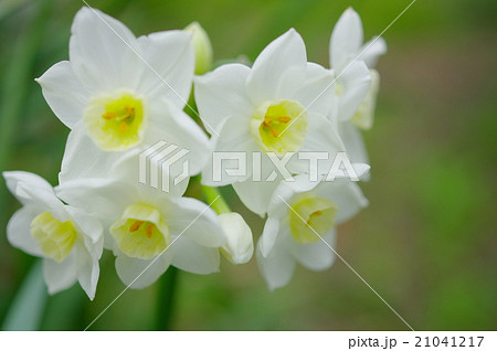 凛とした花 冬の花 凛としたの写真素材