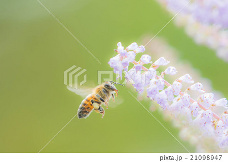 メイフラワー 花の写真素材