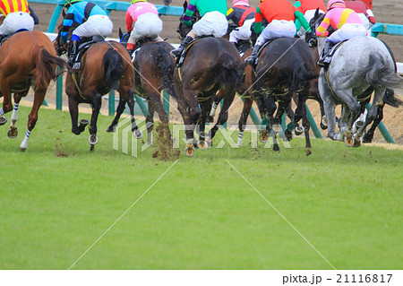 レース 馬 競馬 馬群の写真素材