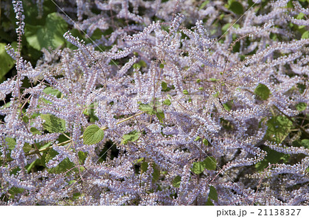 メイフラワー 花の写真素材