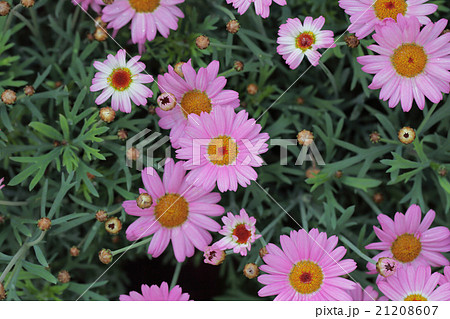 マーガレット モリンバミニピンク マーガレット キク科 花の写真素材
