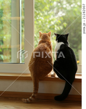 猫 窓辺 春 座るの写真素材