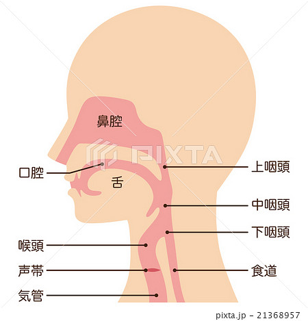 声帯のイラスト素材