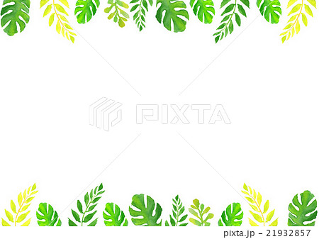 熱帯植物 フレーム モンステラ 葉のイラスト素材