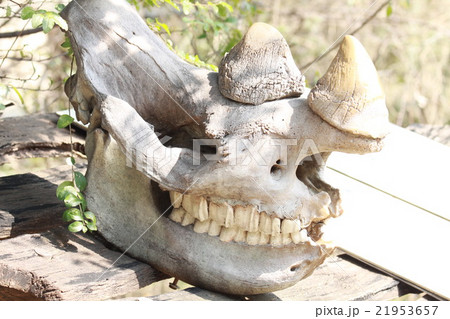 サイ クロサイ 骨格 天王寺動物園の写真素材