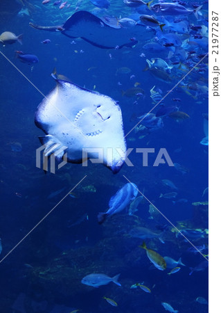 エラ呼吸 エイの写真素材