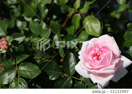 プチトリアノン バラ 薔薇 花の写真素材