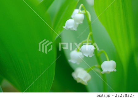 スウェーデンの国花の写真素材