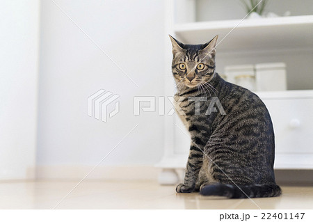座り方がヤバい！パパの膝でおすわりする猫リキちゃんのポーズが
