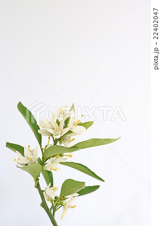 蜜柑の花の写真素材