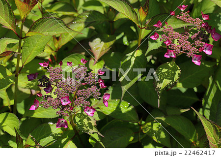 アジアンビューティー 紫陽花 アジサイ科 植物の写真素材