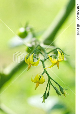 トマトの花の写真素材