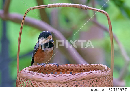 鳥籠 ヤマガラ籠 鳥籠 ヤマガラ籠