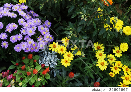 花 植物 宿根アスター ビクトリアの写真素材