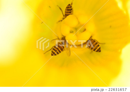 カボチャの花粉の写真素材