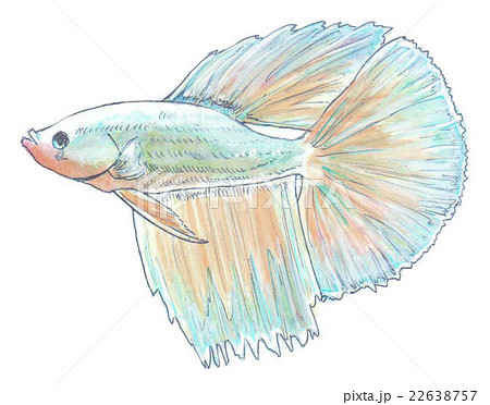 水彩画 ベタ 魚 金魚のイラスト素材