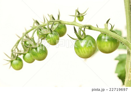 ミニトマト 成長中 トマト プチトマトの写真素材