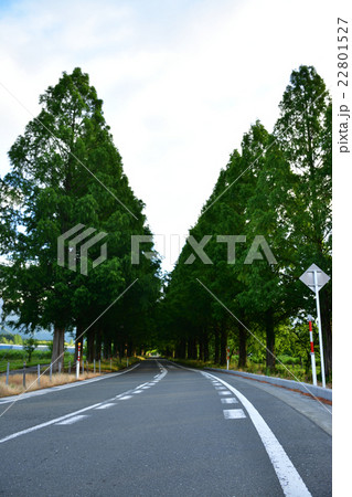 滋賀県 ポプラ並木 屋外 高島市の写真素材 滋賀県 ポプラ並木 屋外 高島市の写真素材