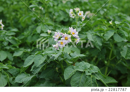 じゃがいもの花の写真素材
