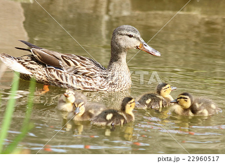 カモの親子の写真素材