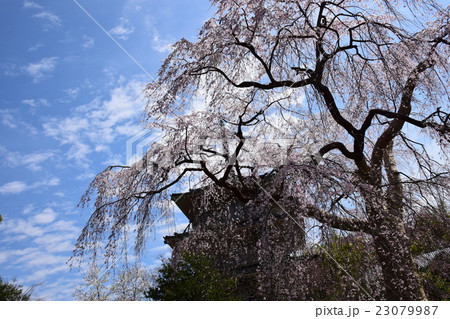 浄専寺 原田家のしだれ桜 宮崎県西臼杵郡五ヶ瀬町 の写真素材