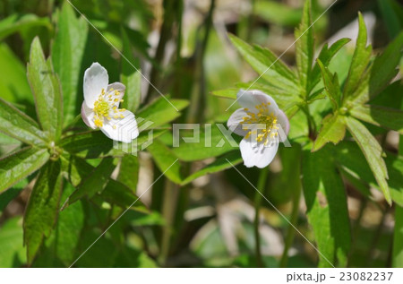 フタマタイチゲ 白い花 山野草 初夏の写真素材