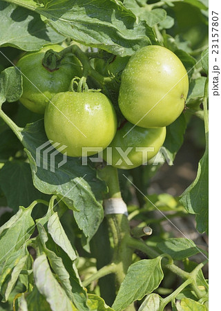 トマト 成長過程 生産風景 農業の写真素材