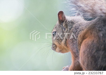 リス 動物 哺乳類 後ろ姿の写真素材