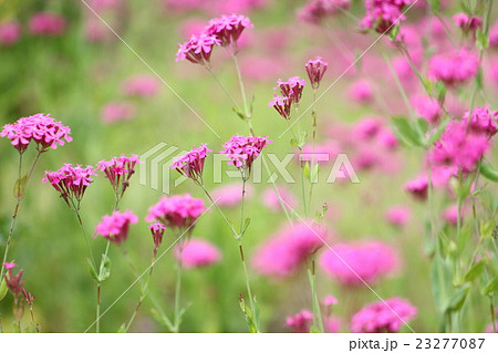 花 ムシトリナデシコ ピンク 小花の写真素材