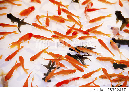 金魚 出目金 祭り 縁日の写真素材