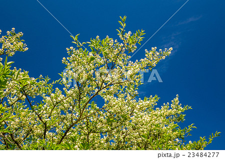 ハイノキ 落葉低木の写真素材