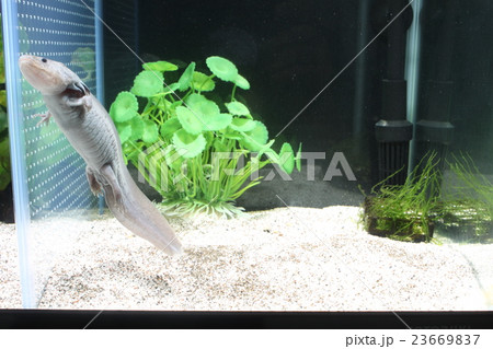 ウーパールーパー 水草 砂 ブラックの写真素材