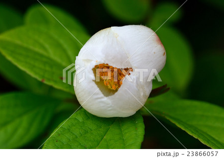 ナツツバキ つぼみ シャラ 夏椿の写真素材