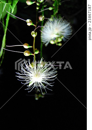 さがり花 沖縄の花 夜の花 深夜の花の写真素材