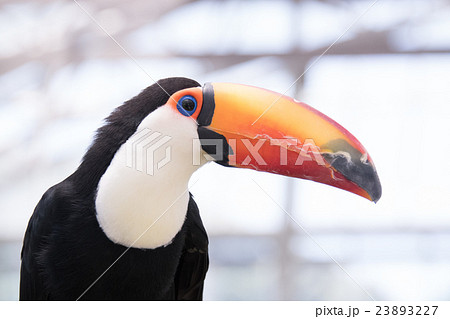 福袋売れ残りセール オニオオハシ PIXTA - 鳥の写真素材 黒色 鳥類 絵画