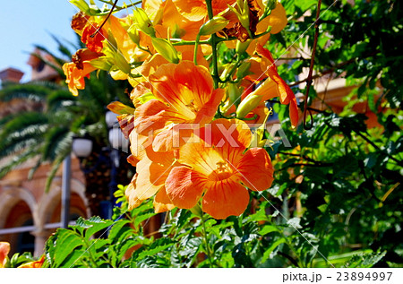のうぜんかつら 花の写真素材