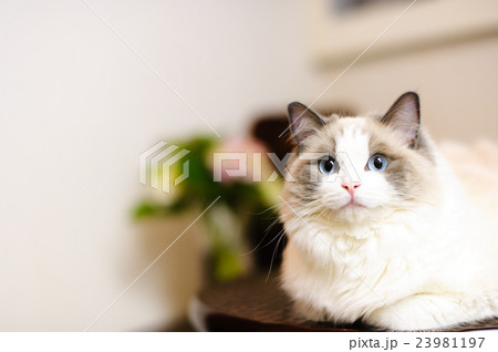猫 ラグドール 美しい 美の写真素材