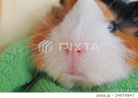 モルモット げっ歯類 小動物 毛布の写真素材 モルモット げっ歯類 小動物 毛布の写真素材